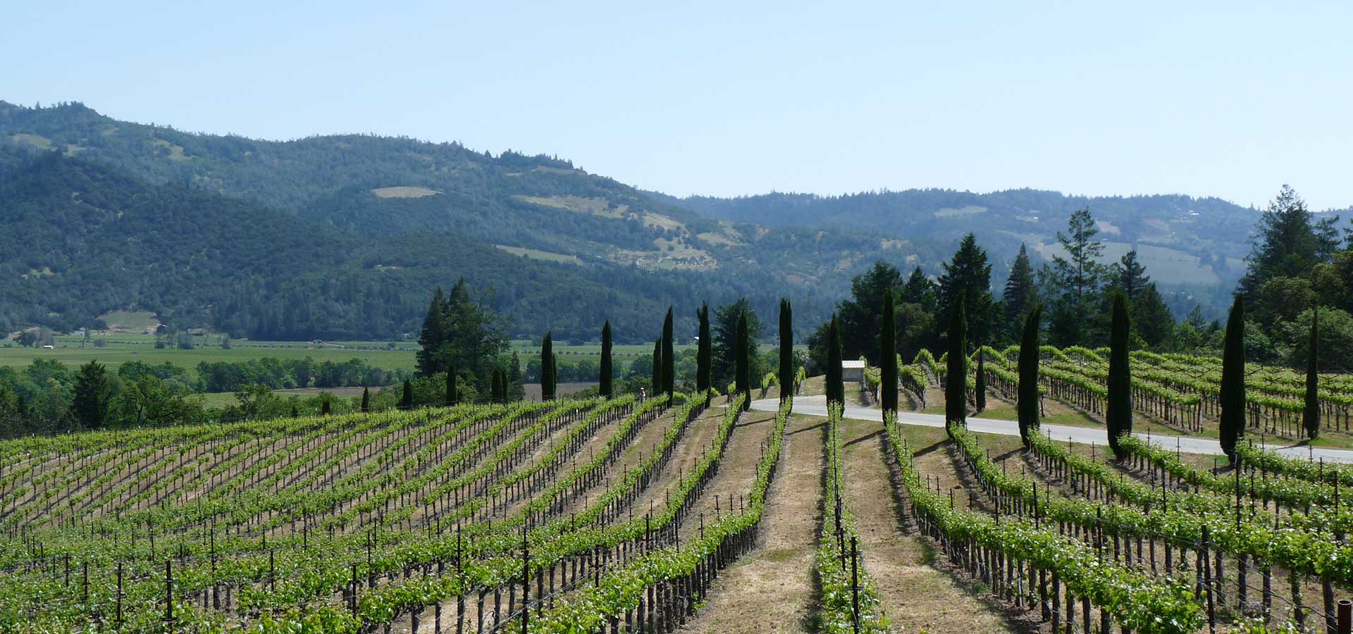 Our Vineyards Enfield Wine Enfield Wine